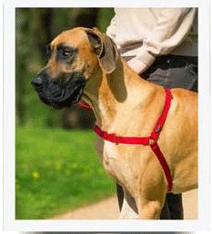 PetSafe postroj, EasyWalk, červený, velikost L; BG-EW-H-L-RD-17