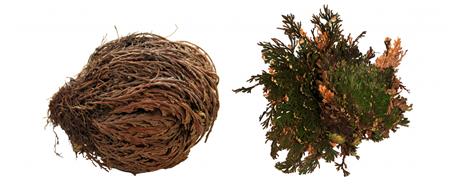 Lucky Reptile "Rose of Jericho" 50 g