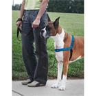 PetSafe postroj EasyWalk Deluxe, modrý, velikost M/L